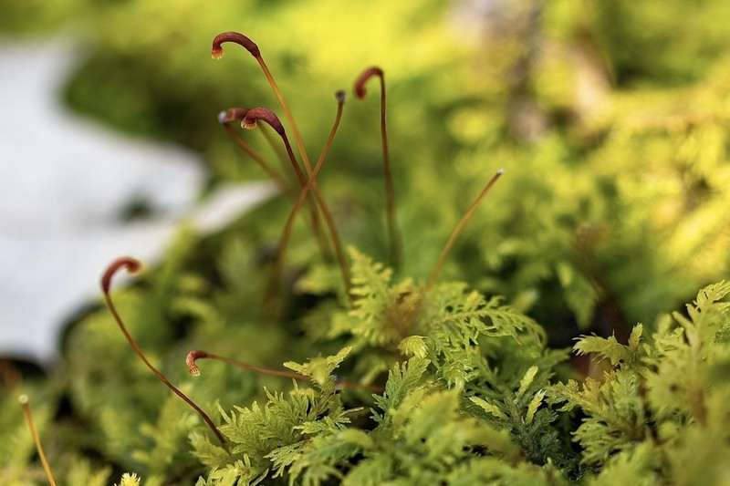 Delicate Thuidium Moss photo 7