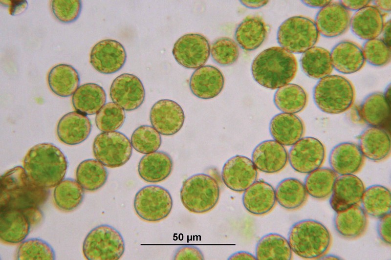 Delicate Thuidium Moss photo 5