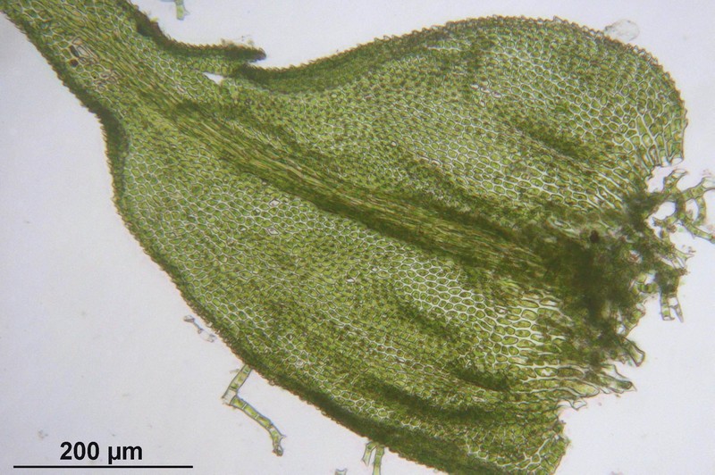 Delicate Thuidium Moss photo 6