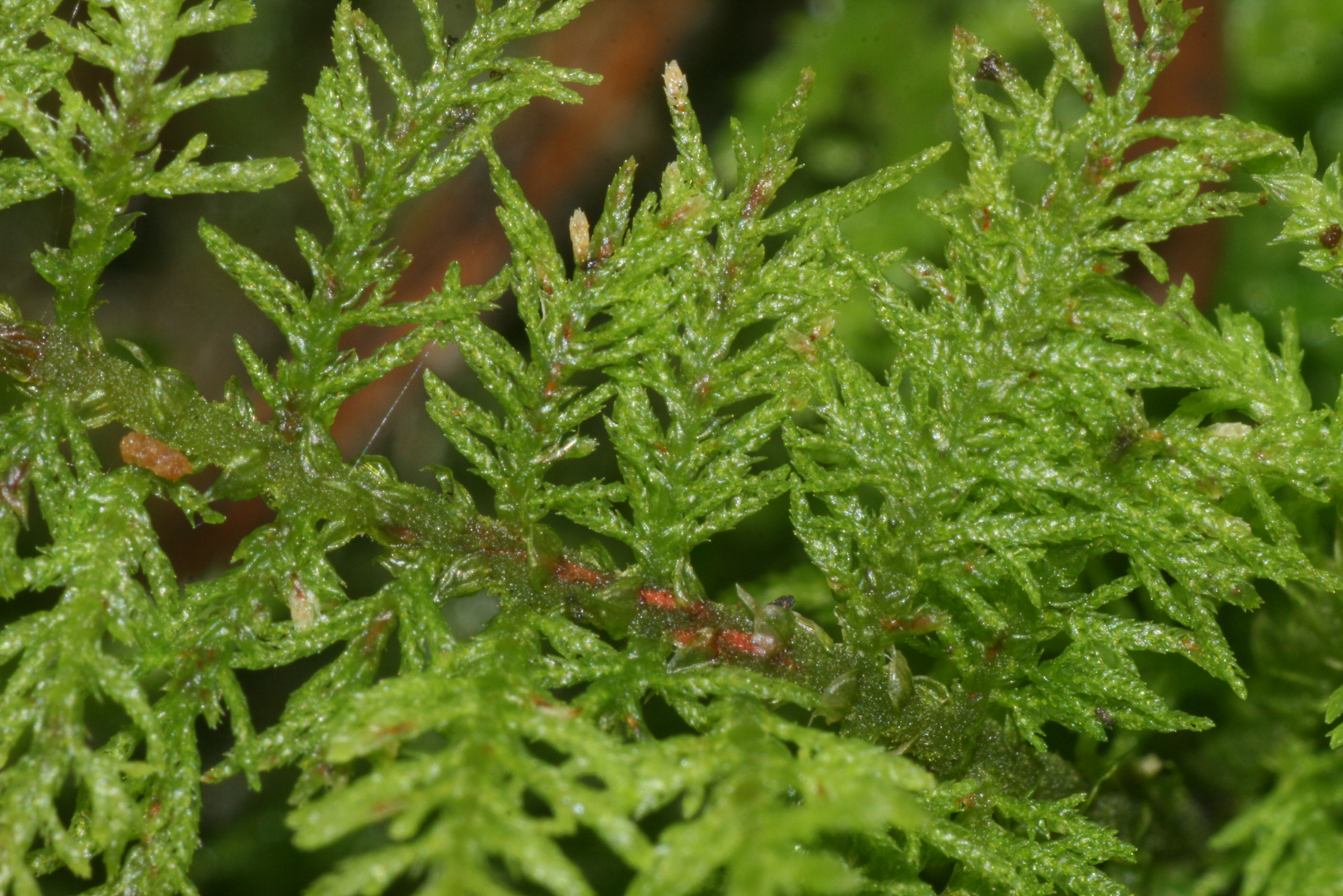 Delicate Thuidium Moss