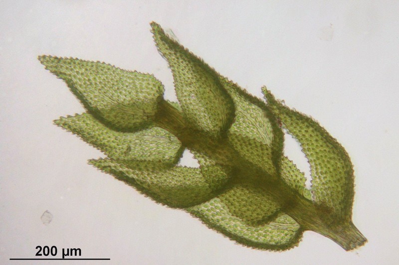 Delicate Thuidium Moss photo 2