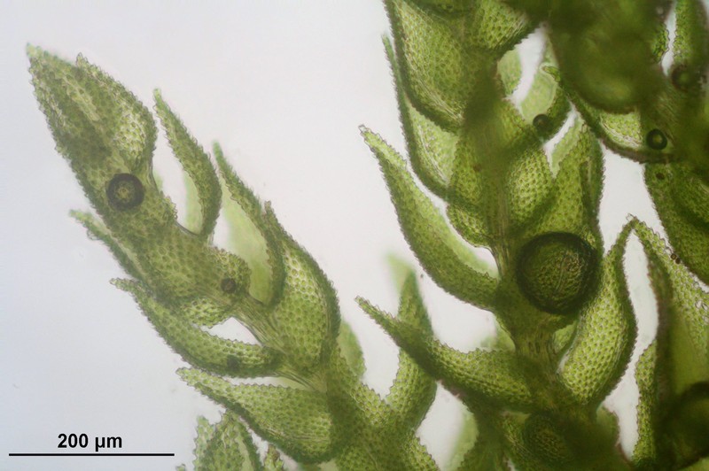 Delicate Thuidium Moss photo 3