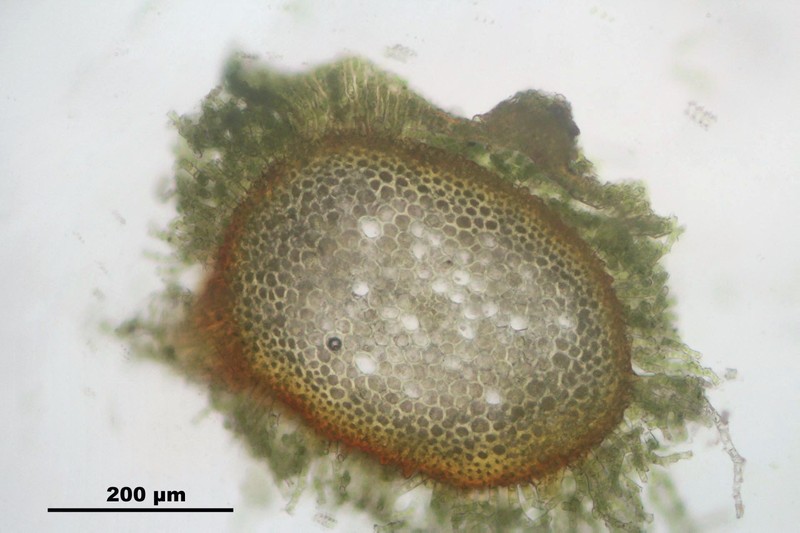 Delicate Thuidium Moss photo 4