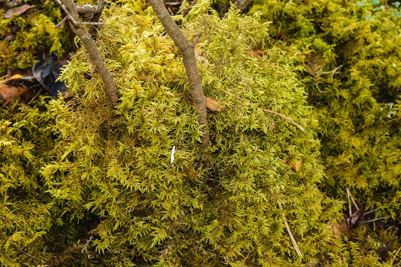 Philibert's Thuidium Moss