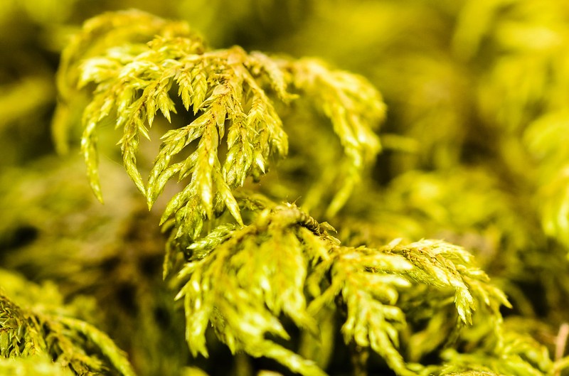Philibert's Thuidium Moss photo 2