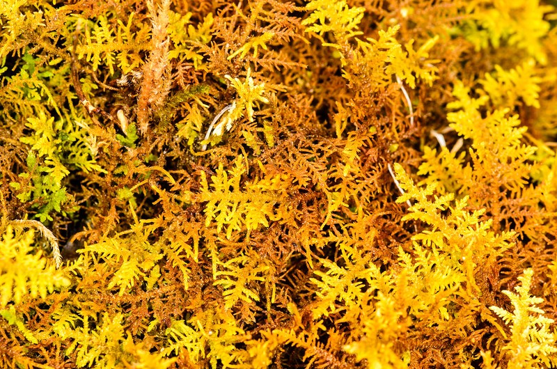 Philibert's Thuidium Moss photo 3