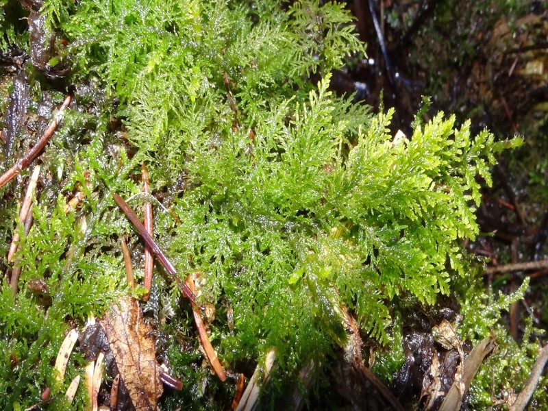 Philibert's Thuidium Moss photo 4