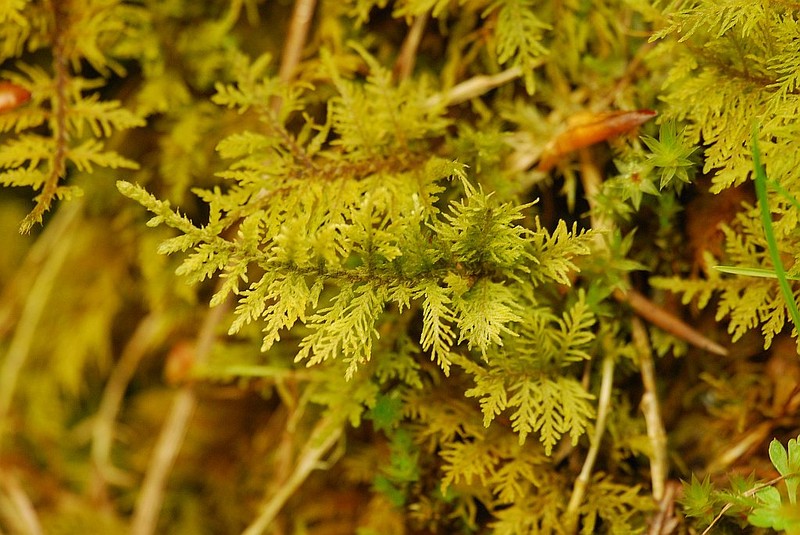 Philibert's Thuidium Moss photo 5