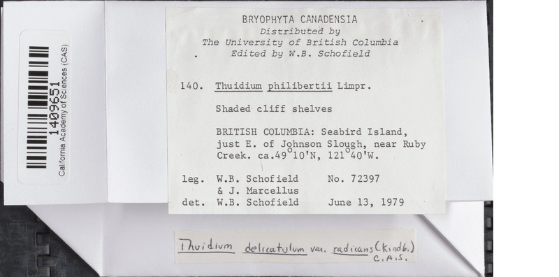 Philibert's Thuidium Moss photo 8