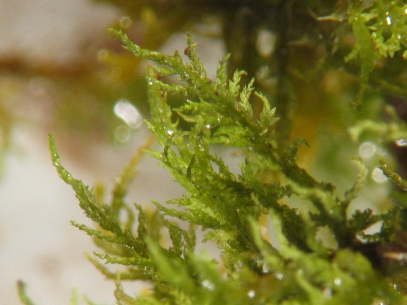 Philibert's Thuidium Moss
