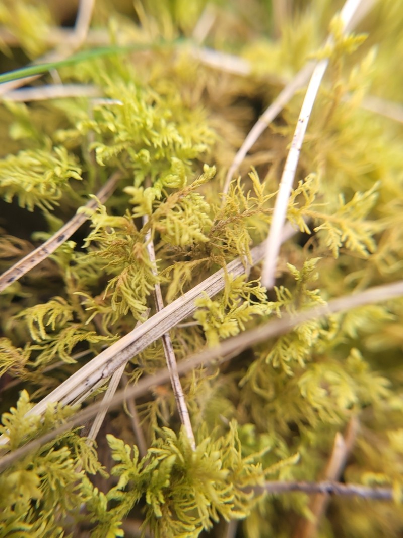 Thuidium Moss