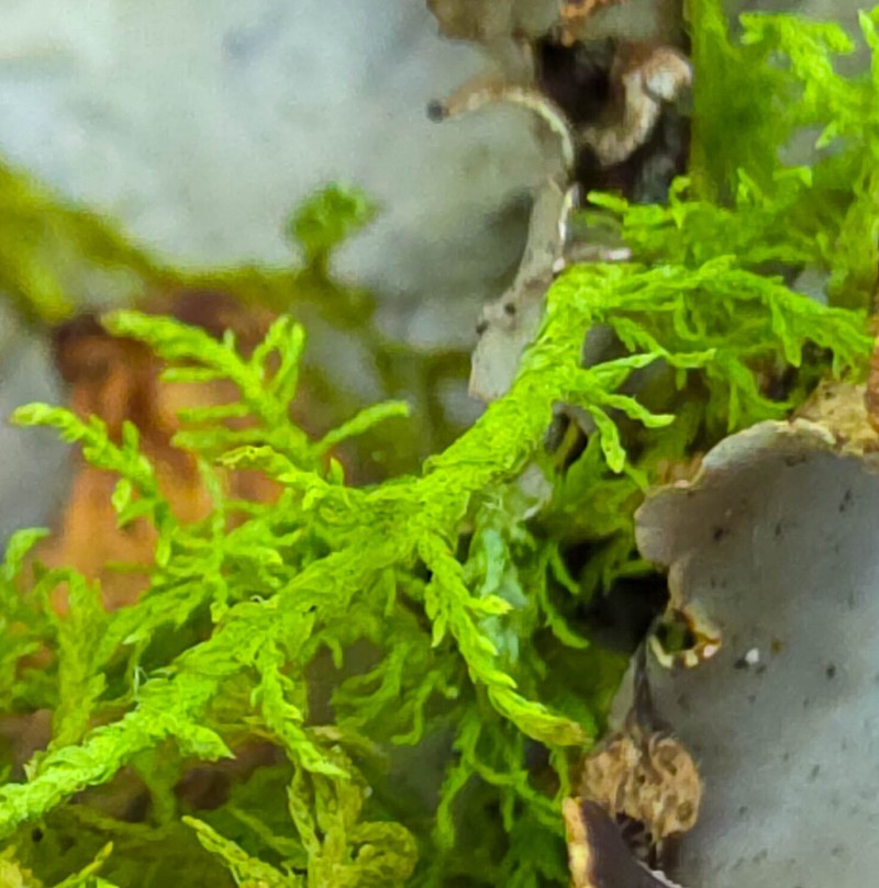 Thuidium Moss photo 2
