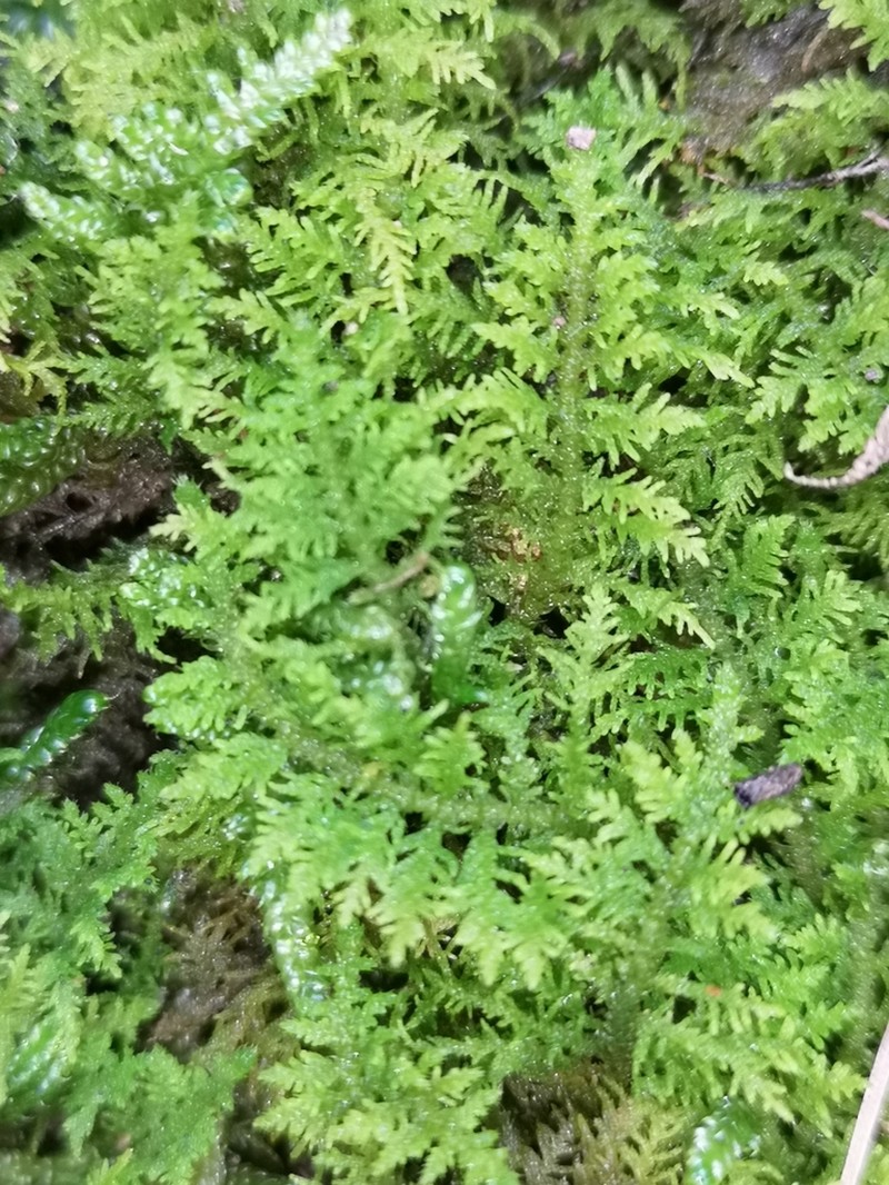 Thuidium Moss photo 3