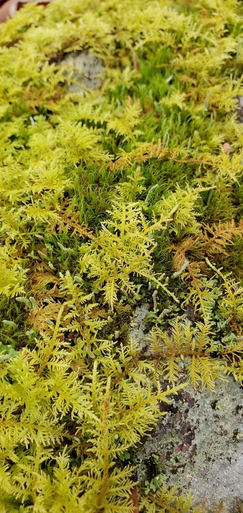 Thuidium Moss photo 4