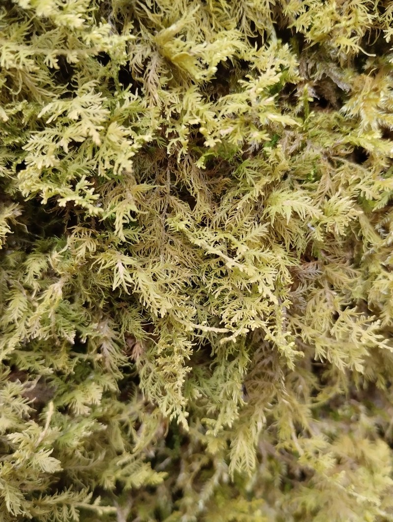 Thuidium Moss photo 5