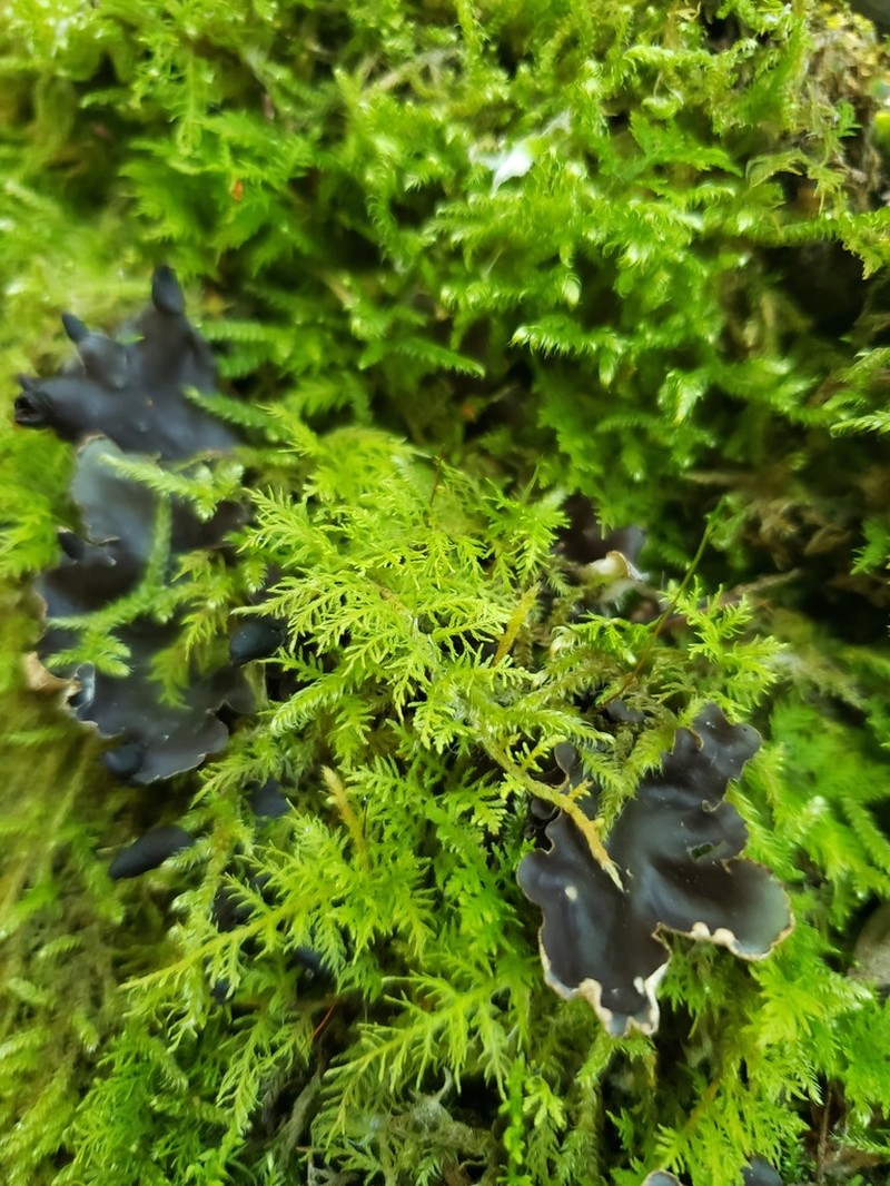 Thuidium Moss photo 6