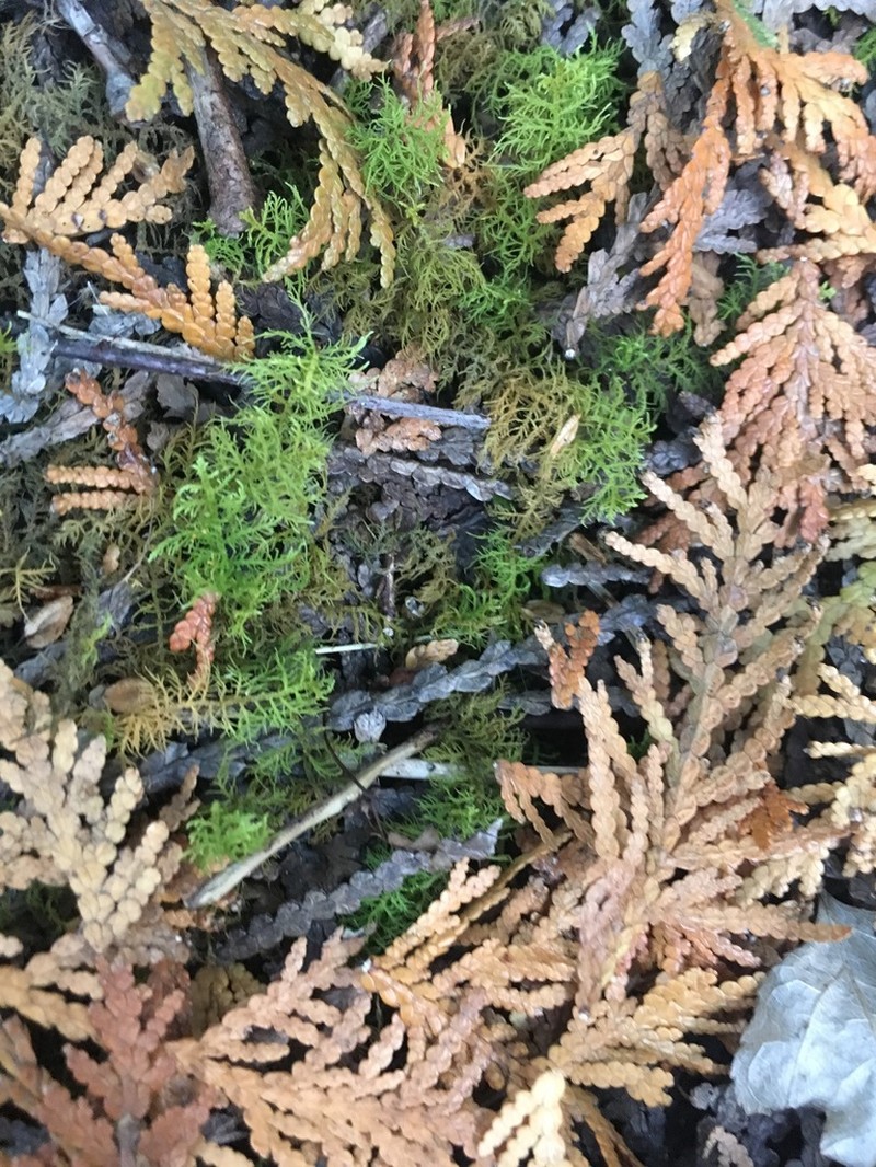 Thuidium Moss photo 7
