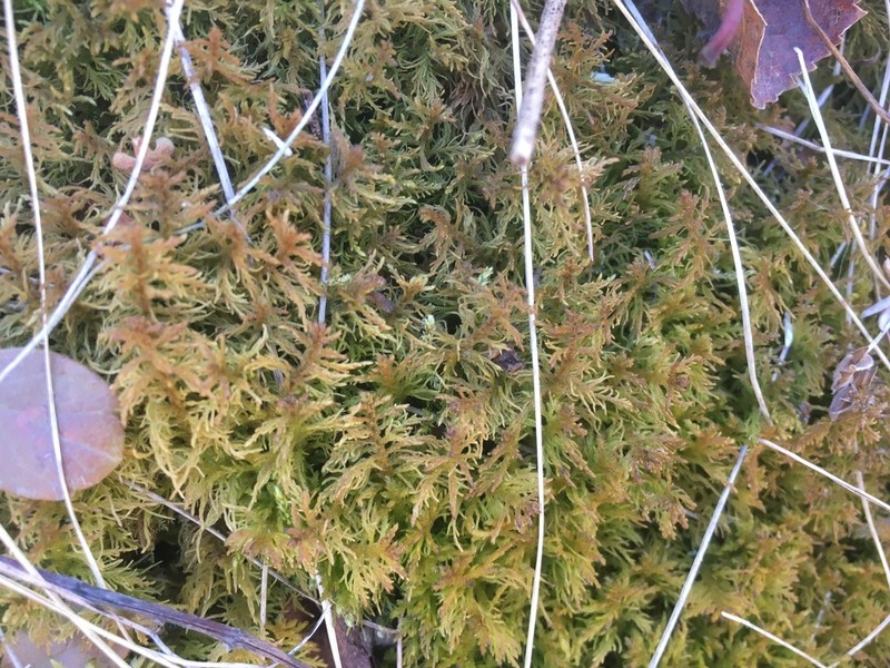 Thuidium Moss photo 8