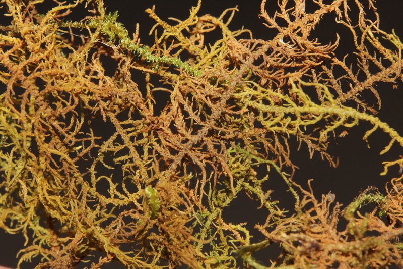 Thuidium Moss