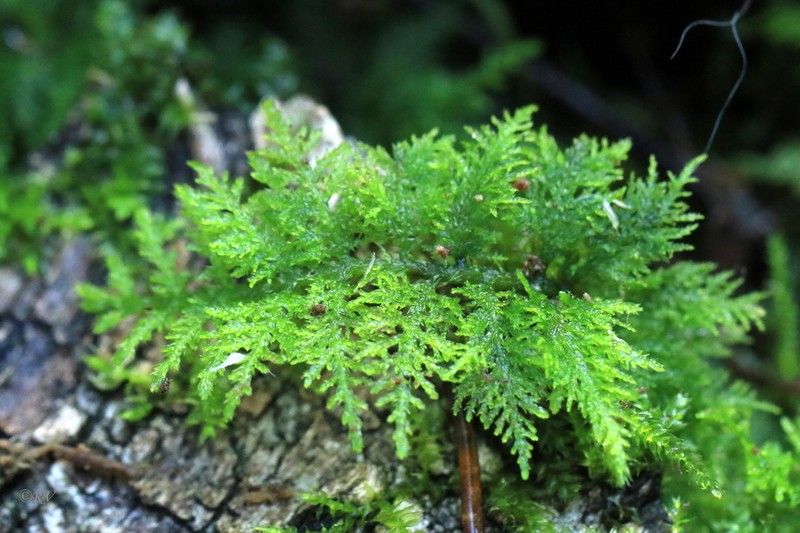 Tamarisk Thuidium Moss photo 2