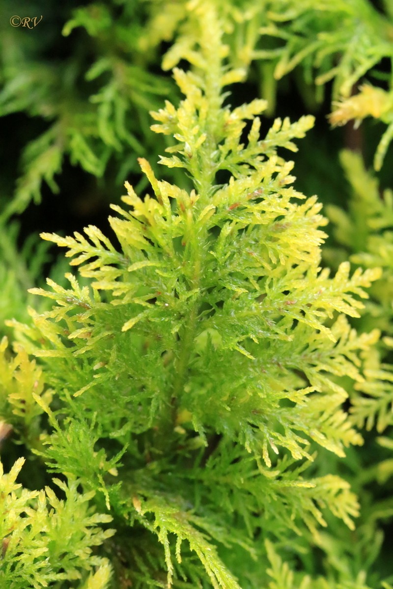 Tamarisk Thuidium Moss photo 3