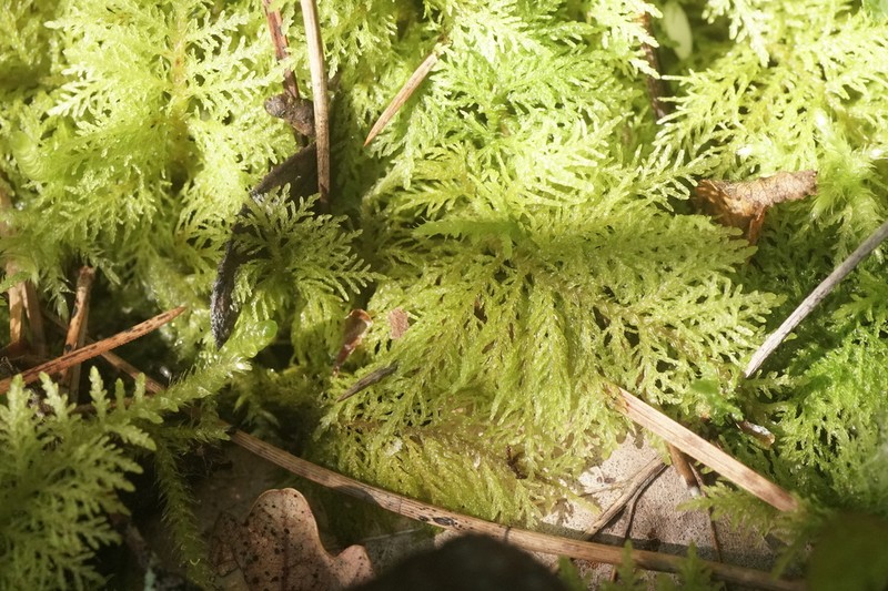Tamarisk Thuidium Moss photo 4