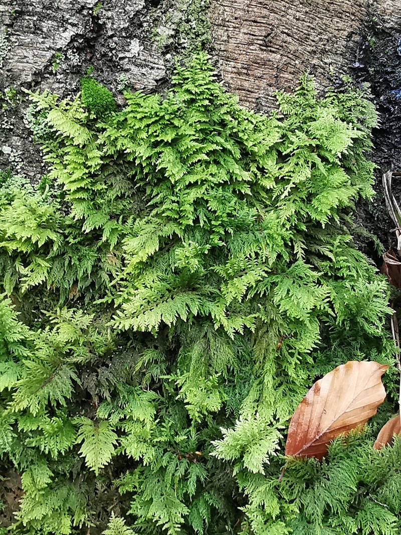 Tamarisk Thuidium Moss photo 5