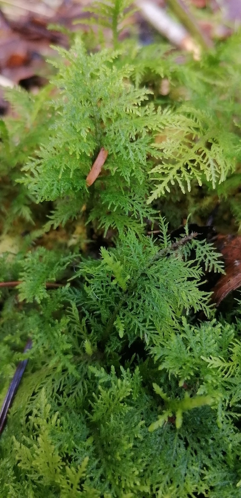 Tamarisk Thuidium Moss photo 6