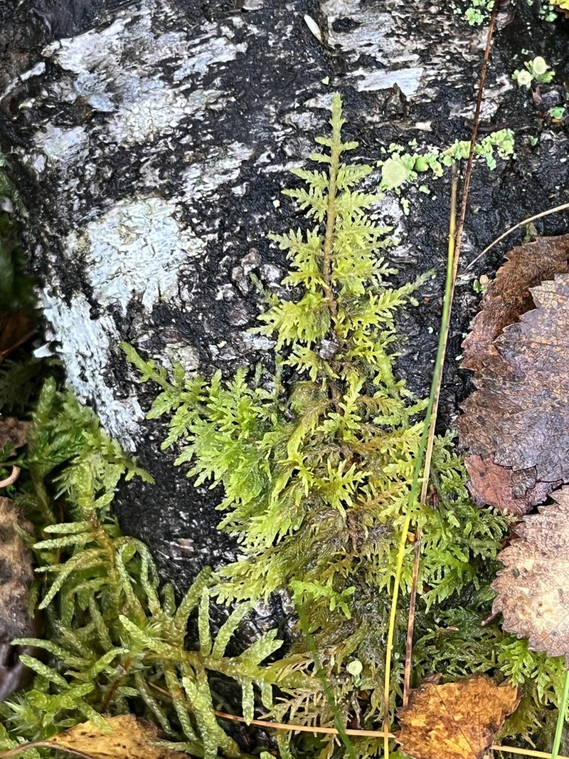 Tamarisk Thuidium Moss photo 7