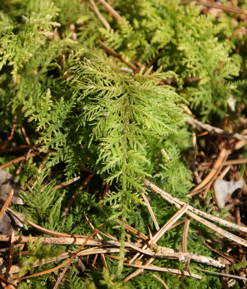 Tamarisk Thuidium Moss