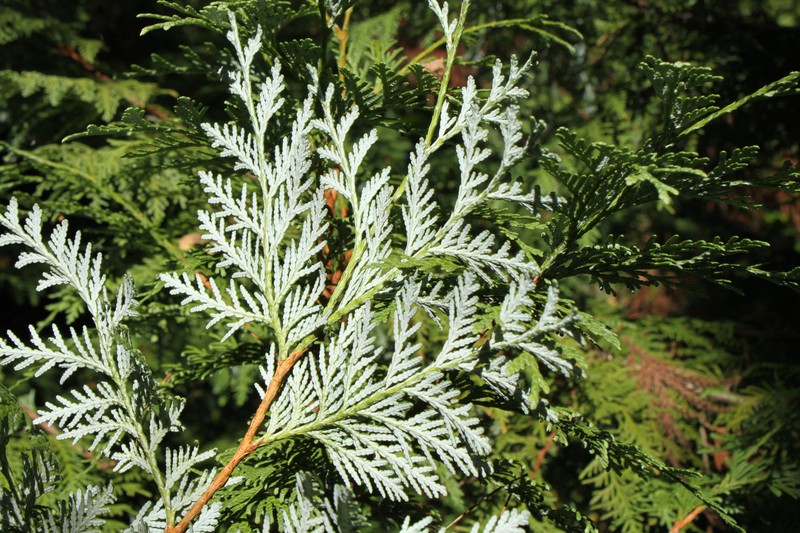 Thuja koraiensis
