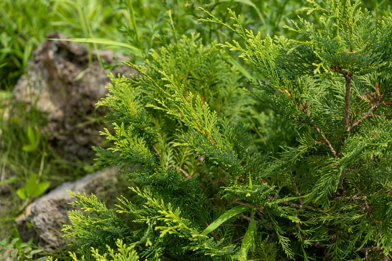 Thuja koraiensis photo 2