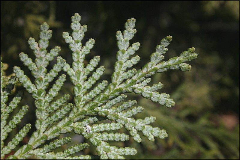 Thuja koraiensis photo 3