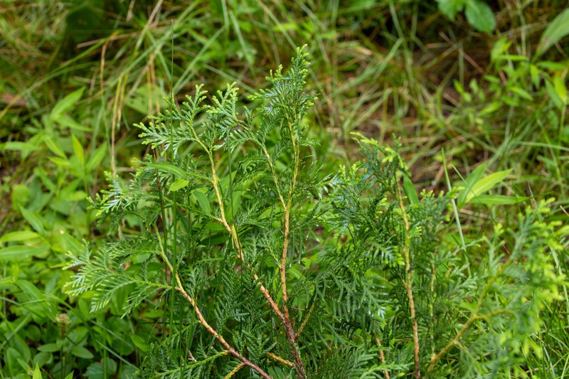 Thuja koraiensis photo 4