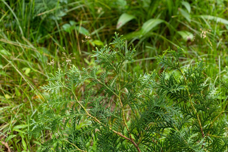 Thuja koraiensis photo 5