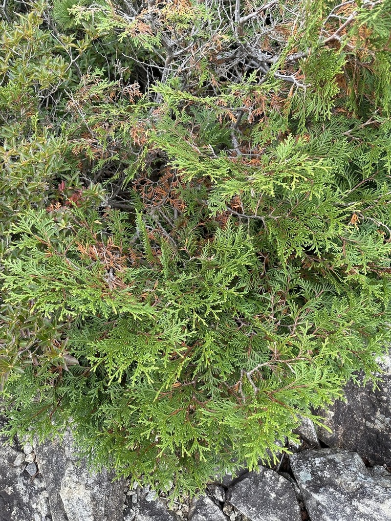 Thuja koraiensis photo 6