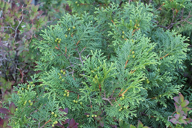 Thuja koraiensis photo 7