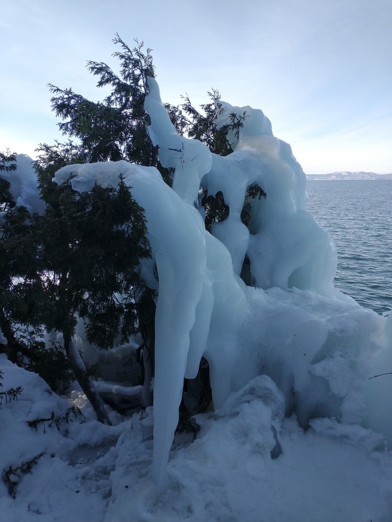 Arborvitae photo 5