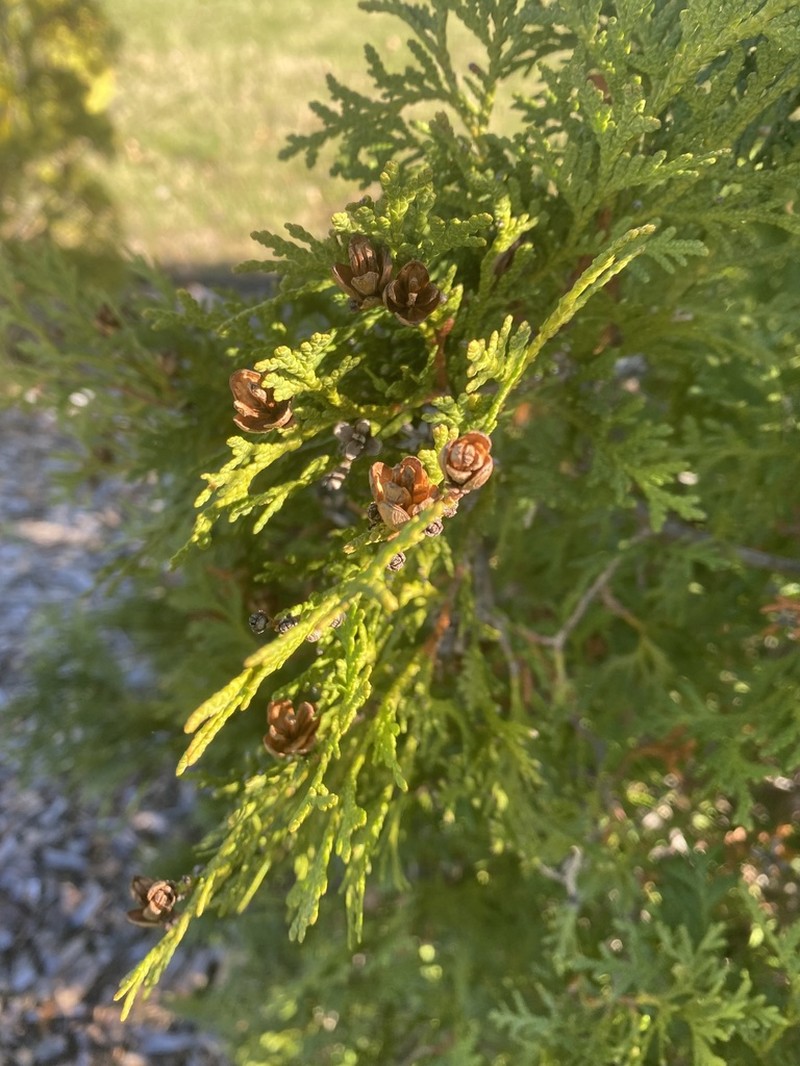 Arborvitae photo 7