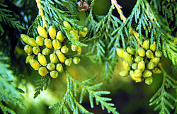 Arborvitae