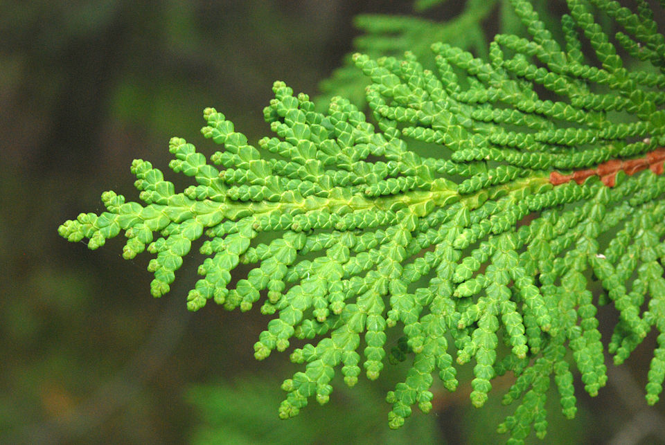 Arborvitae photo 7