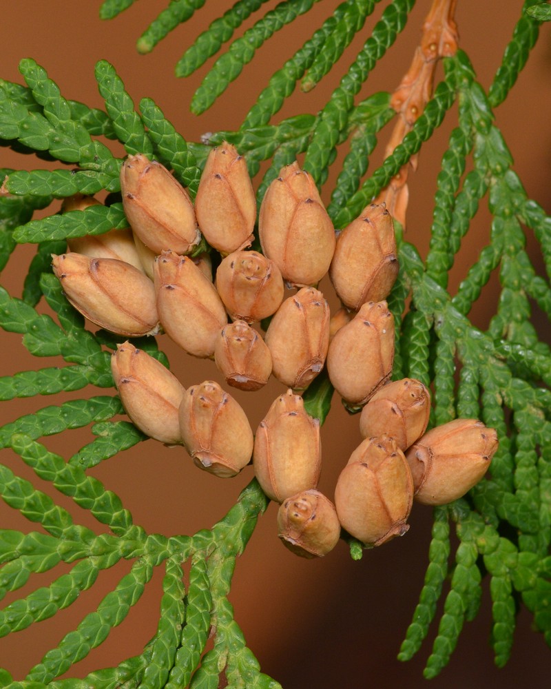Arborvitae photo 2