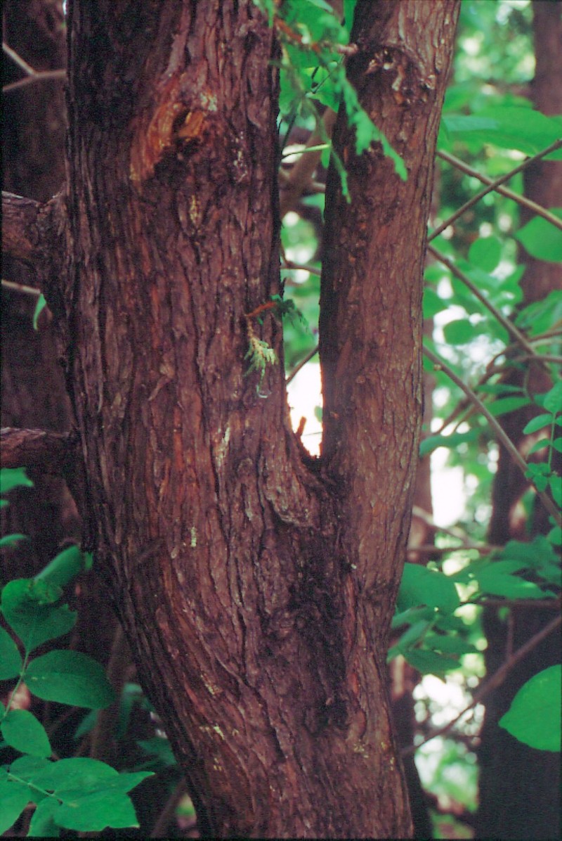 Arborvitae photo 8