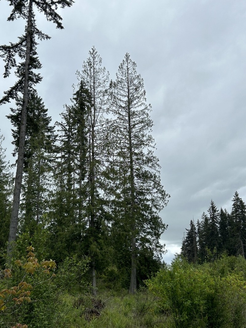 Western Redcedar photo 7