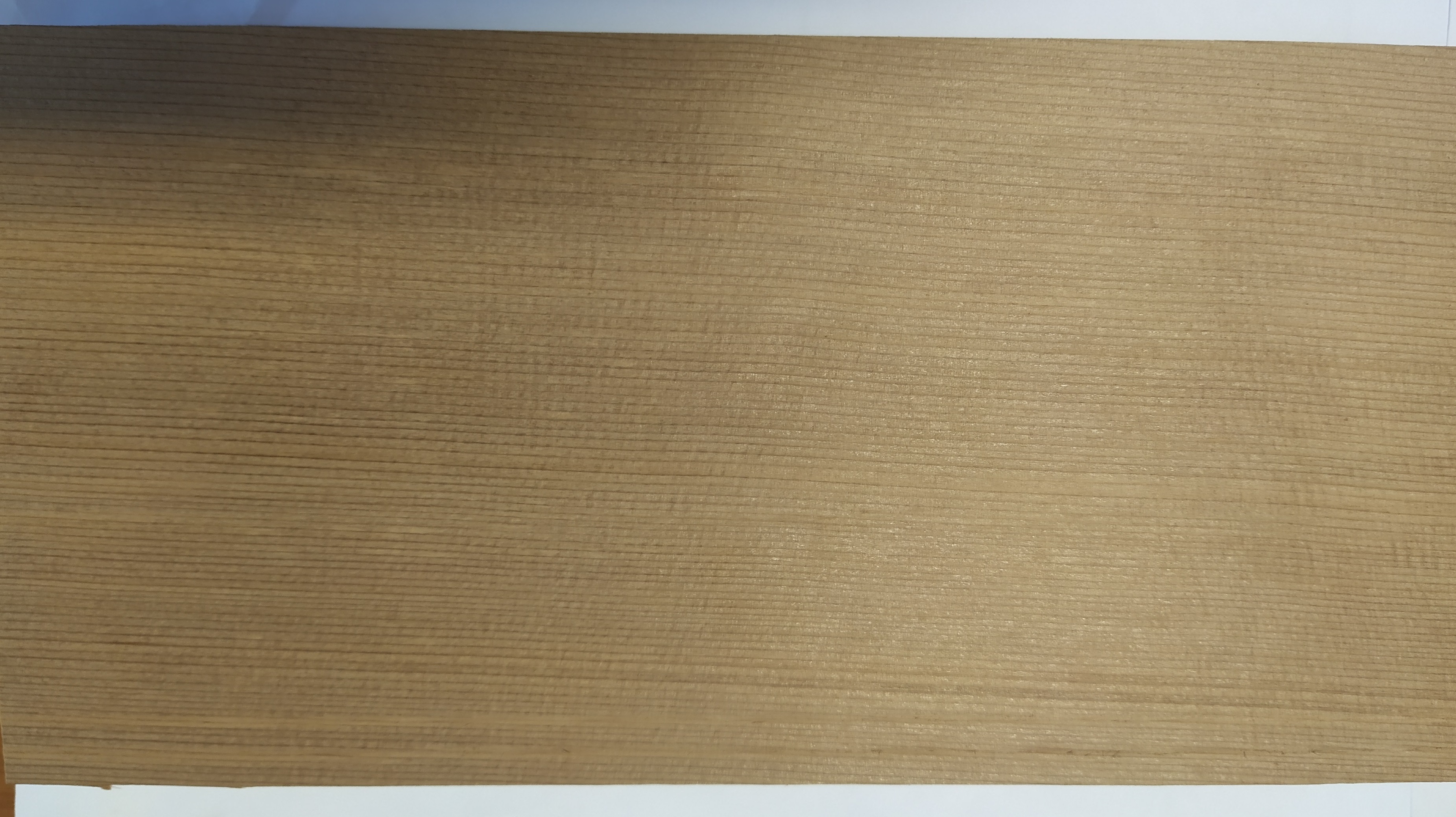 Western Redcedar photo 3