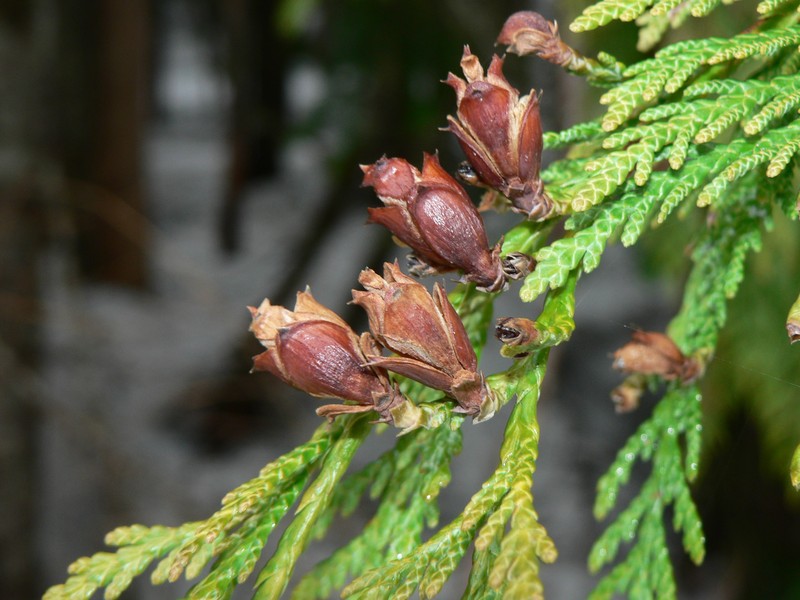 Western Redcedar photo 2