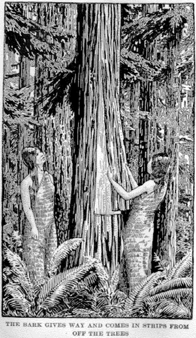 Western Redcedar photo 8