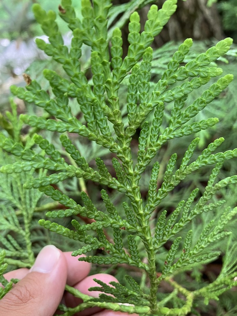 Thuja standishii photo 2