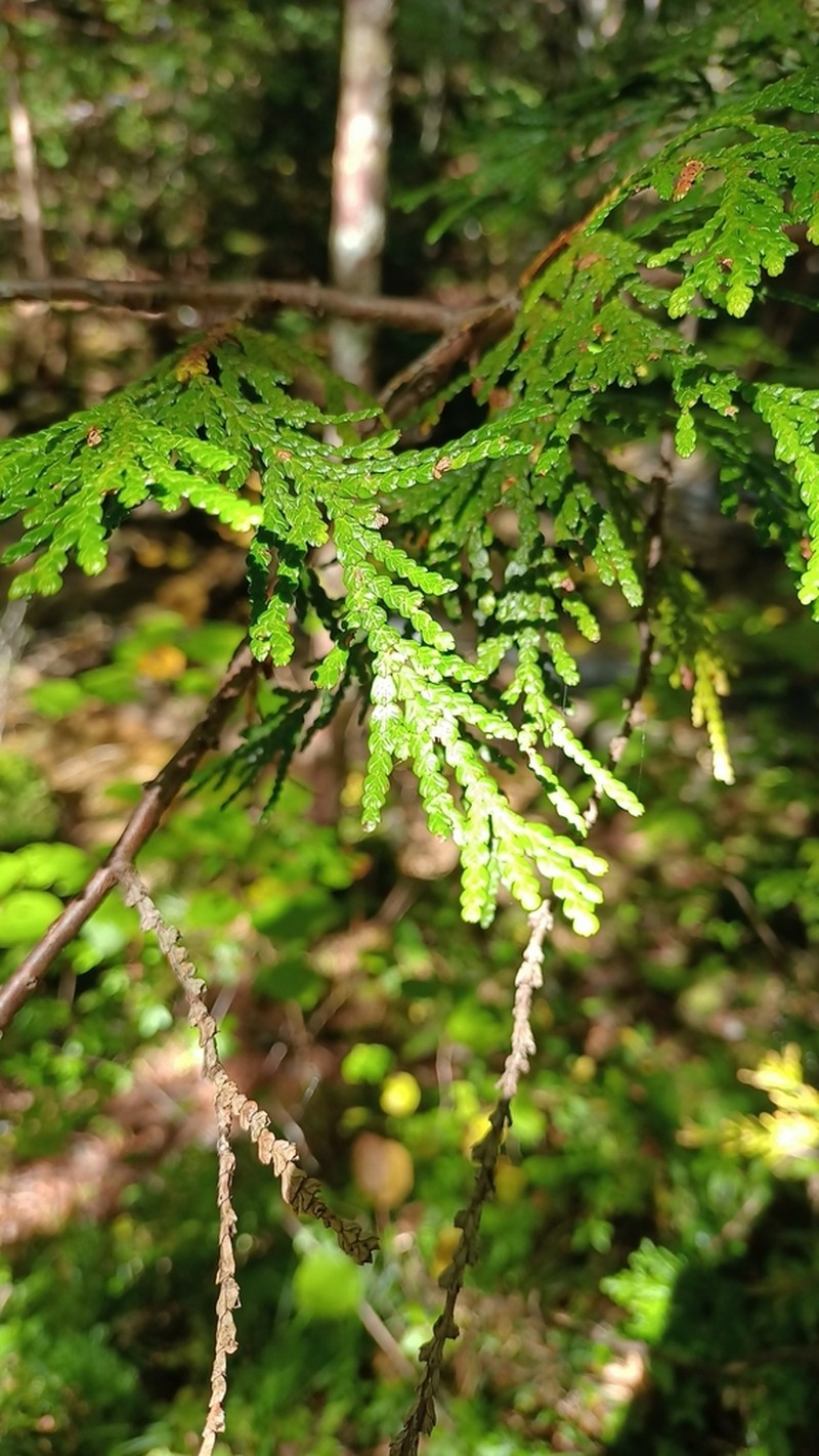 Thuja standishii photo 3