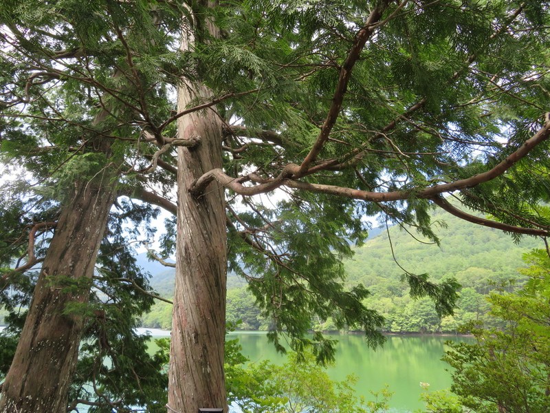Thuja standishii photo 4